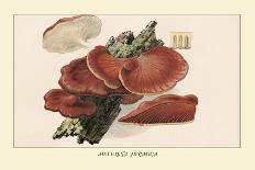 Agaricus Ostreatus-William Hamilton Gibson-Art Print