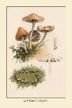 Marasmius Oreades-William Hamilton Gibson-Art Print