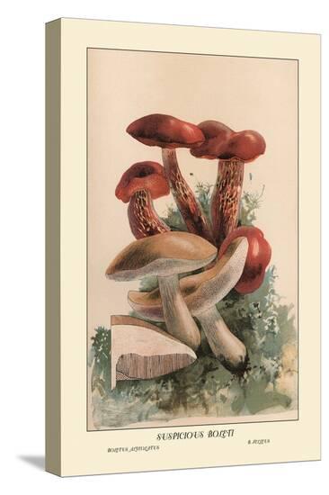 Stretched Canvas Print, , large