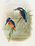 Bird of Paradise: Greater, Paradisaea Apoda-William Hart and John Gould-Framed Stretched Canvas