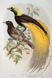 Bird of Paradise: Greater, Paradisaea Apoda-William Hart and John Gould-Laminated Giclee Print