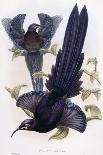 Paradisea Augustae Victoriae, 1891-1898-William Hart-Giclee Print