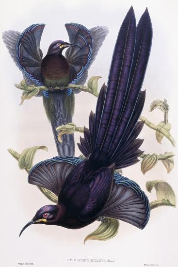 Premium Giclee Print, , large