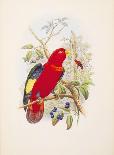 Paradisea Augustae Victoriae, 1891-1898-William Hart-Giclee Print