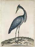 A Heron, 1789-William Hayes-Giclee Print