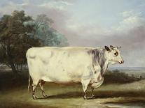 A Prize Bull-William Henry Davis-Giclee Print