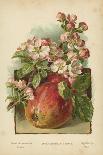 Apple Blossom and Fruit-William Henry James Boot-Giclee Print