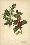 Flowers and Berries of the Holly-William Henry James Boot-Giclee Print