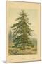 Wood Mount