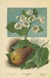 Apple Blossom and Fruit-William Henry James Boot-Giclee Print