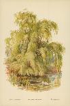 Weeping Willow-William Henry James Boot-Giclee Print