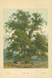 Wych Elm-William Henry James Boot-Giclee Print