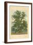 Brown Frame