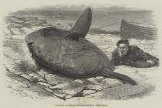 Sun-Fish Captured at Catalan Bay, Gibraltar-William Henry Pike-Giclee Print