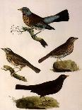 The Naturalist's Library, Ornithology Vol V, Ring Pigeon, C1833-1865-William Home Lizars-Stretched Canvas