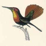 Ruby and Topaz Humming-Bird, Chrysolampis Mosquitis-William Home Lizars-Giclee Print