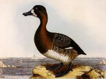 Scaup Pochard, Female, Aythya Marila-William Home Lizars-Giclee Print