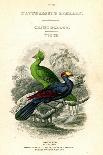 Ruby and Topaz Humming-Bird, Chrysolampis Mosquitis-William Home Lizars-Giclee Print