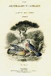 The Naturalist's Library, Ornithology Vol V, Ring Pigeon, C1833-1865-William Home Lizars-Framed Giclee Print