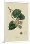 Gramercy White