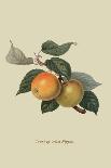 The D'Auch Pear, 1817-William Hooker-Giclee Print