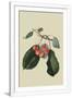 Gramercy White