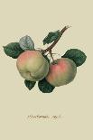 The D'Auch Pear, 1817-William Hooker-Framed Giclee Print