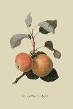 Kerry Pippin - Apple-William Hooker-Art Print