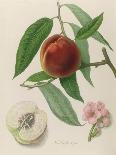 Hawthornden Apple-William Hooker-Art Print