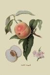 Kerry Pippin - Apple-William Hooker-Art Print