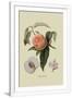 Gramercy White