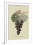 Gramercy White