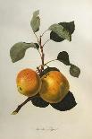 The D'Auch Pear, 1817-William Hooker-Framed Giclee Print