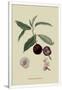 Gramercy White