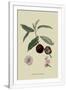 Gramercy White