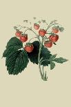 Wilmot's Late Scarlet Strawberry-William Hooker-Art Print