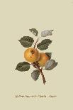 March Apple-William Hooker-Art Print