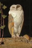 The White Owl, 1856-William J. Webbe-Framed Stretched Canvas