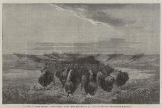 Buffalo Herd, 1862-William Jacob Hays-Mounted Giclee Print