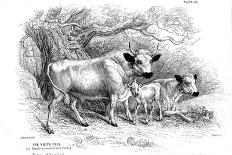 British Wild or Park Cattle-William Jardine-Stretched Canvas