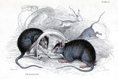 Engraving of Black Rat Caught in Trap, 1838-William Jardine-Giclee Print