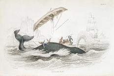 Harpooning a Greenland Whale Which Has Tossed One of the Attacking Boats, 1837-William Jardine-Giclee Print