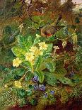 Primrose and Robin-William John Wainwright-Stretched Canvas