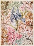 Wild Flowers Design for Silk Material, C.1790-William Kilburn-Framed Giclee Print