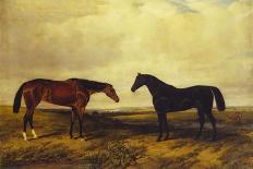 The Earl of Granards's Bright Bay Filly and Dark Bay Stallion Standing in an Extensive Landscape-William Luker-Framed Stretched Canvas