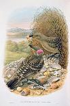 Chlamydera Nuchalis, Great or Great Grey Bowerbird-William M. Hart-Giclee Print