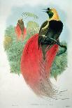 Paradisaea Raggiana-William M. Hart-Giclee Print