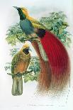 Chlamydera Nuchalis, Great or Great Grey Bowerbird-William M. Hart-Giclee Print