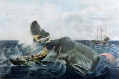 Capturing a Sperm Whale, Engraved by J. Hill, Published 1835-William Page-Framed Stretched Canvas