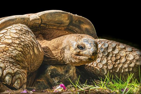 Aldabra giant tortoise, Waikiki, Hawaii' Photographic Print